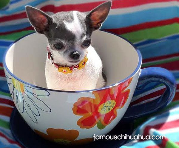 teacup chihuahua picture