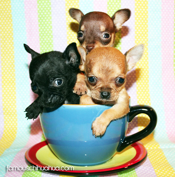 Three teacup chihuahuas in a blue cup