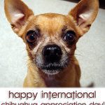 teaka chihuahua appreciation day