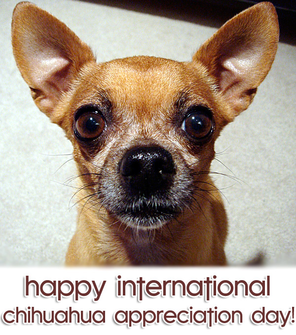 happy international chihuahua appreciation day!