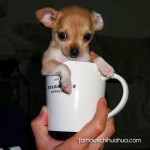 chihuahua in starbucks cup