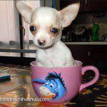 white teacup chihuahua