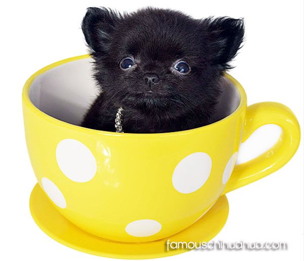 teacup chihuahua pup in a cup