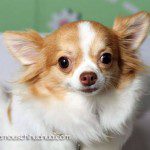 bumbie famous chihuahua