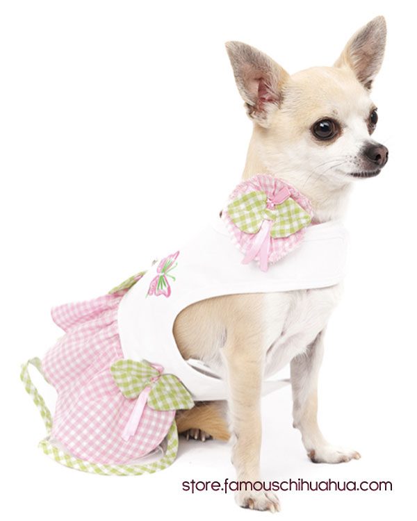 chihuahua-dress