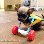 turbo chihuahua wheels