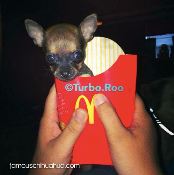 teacup chihuahua in macdonalds french fries box
