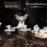 tiny timbits chihuahua