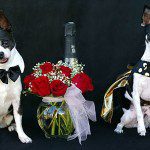 angel reina cute chihuahuas