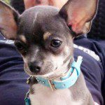 berto cute chihuahua