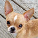 carlos cutest chihuahua