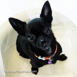dannyvonboster cute chihuahua