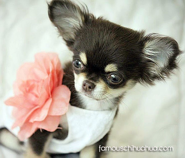 long haired teacup chihuahua puppy
