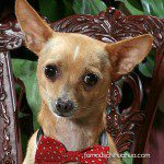 frisco cutest chihuahua