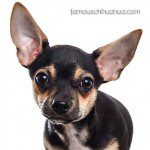 harper cutest chihuahua