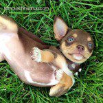 lulu cutest chihuahua