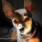 stella cutest chihuahua
