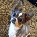 turbo cutest chihuahua