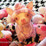 wawa cutest chihuahua