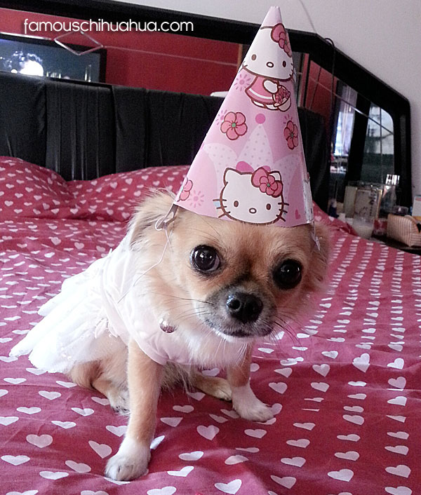 chihuahua party hat
