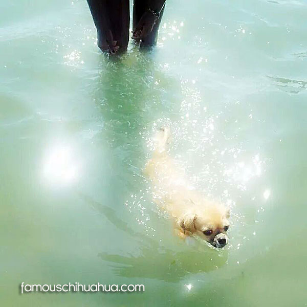 swimming chihuahua