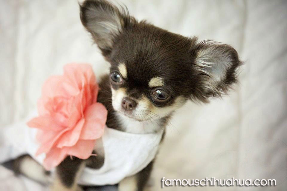 Teacup Long Haired Chihuahuas / 99+ What Does A Long Haired Chihuahua ...