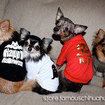 halloween chihuahuas clothes