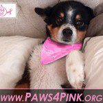 paws4pink