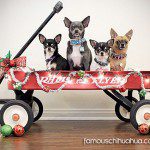 4chihuahuas xmas wagon