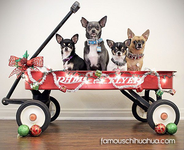 4 chihuahuas in wagon