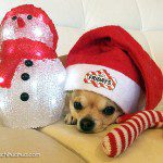 bella christmas chihuahua