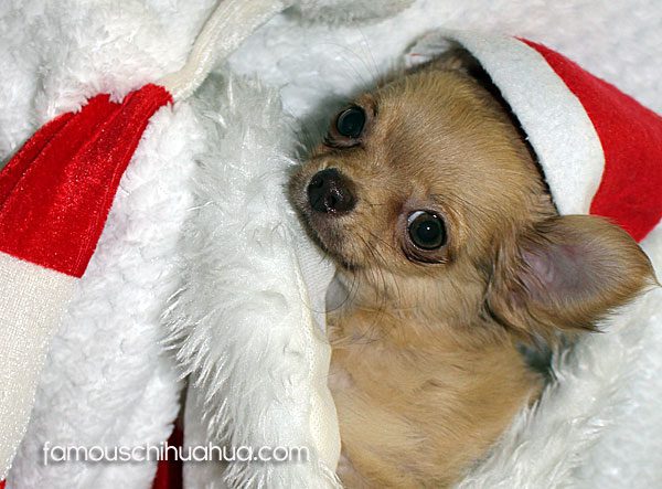 long-haired teacup chihuahua