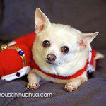 hoppi famous chihuahua