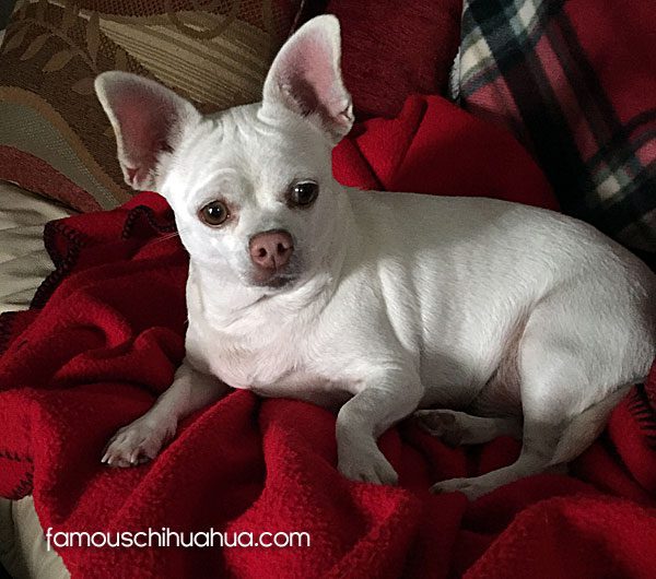 white applehead chihuahua