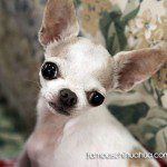 millie famous chihuahua
