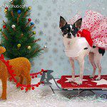 reina chihuahua sleigh