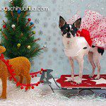 reina christmas chihuahua