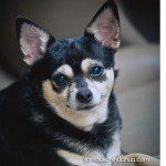 tori chihuahua famous
