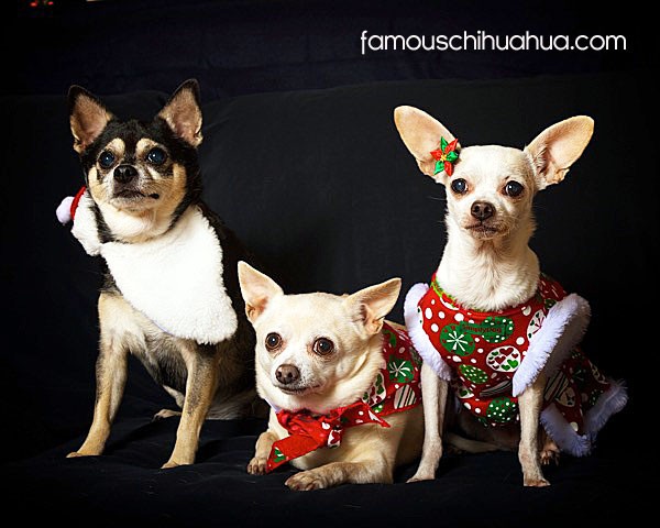 three amigo chihuahuas