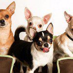 chihuahua colors