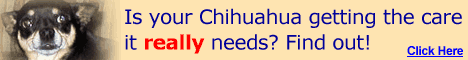 Correct Chihuahua Care. Click Here!