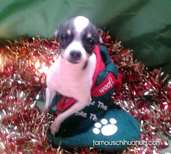 chihuahua in stocking