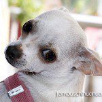 famous chihuahua valentin