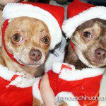 chihuahua in santa hats