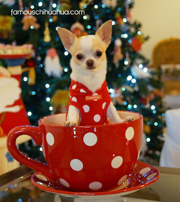 christmas teacup chihuahua