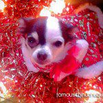 maggie may christmas chihuahua