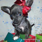 minnie blue chihuahua