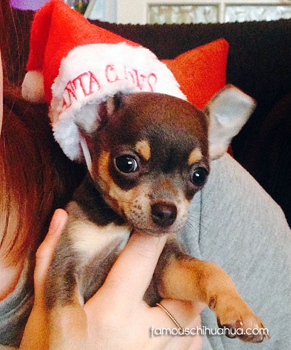tiny chihuahua in santa hat