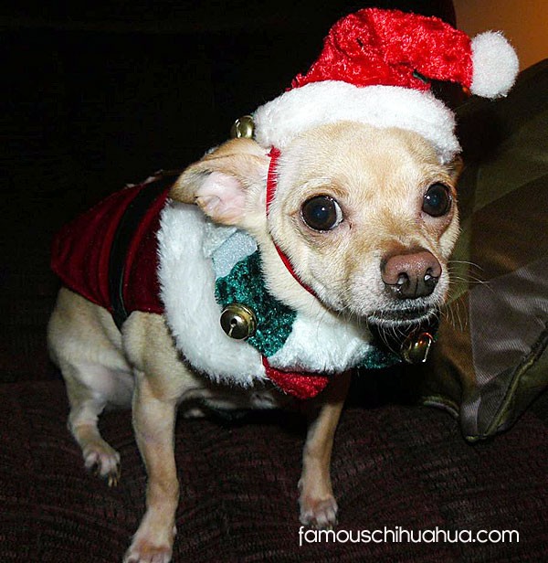 2014 famous chihuahua christmas picture gallery | famous chihuahua