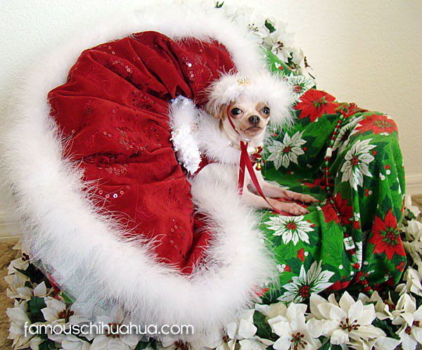 chihuahua christmas picture